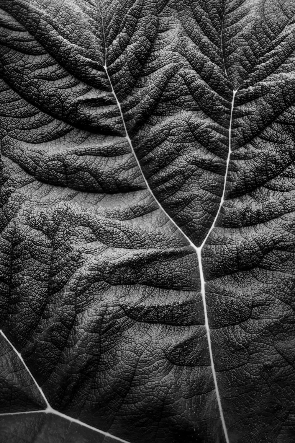 FORM PLANT BLACK AND WHITE PHOTO VEGETAL SHAPE