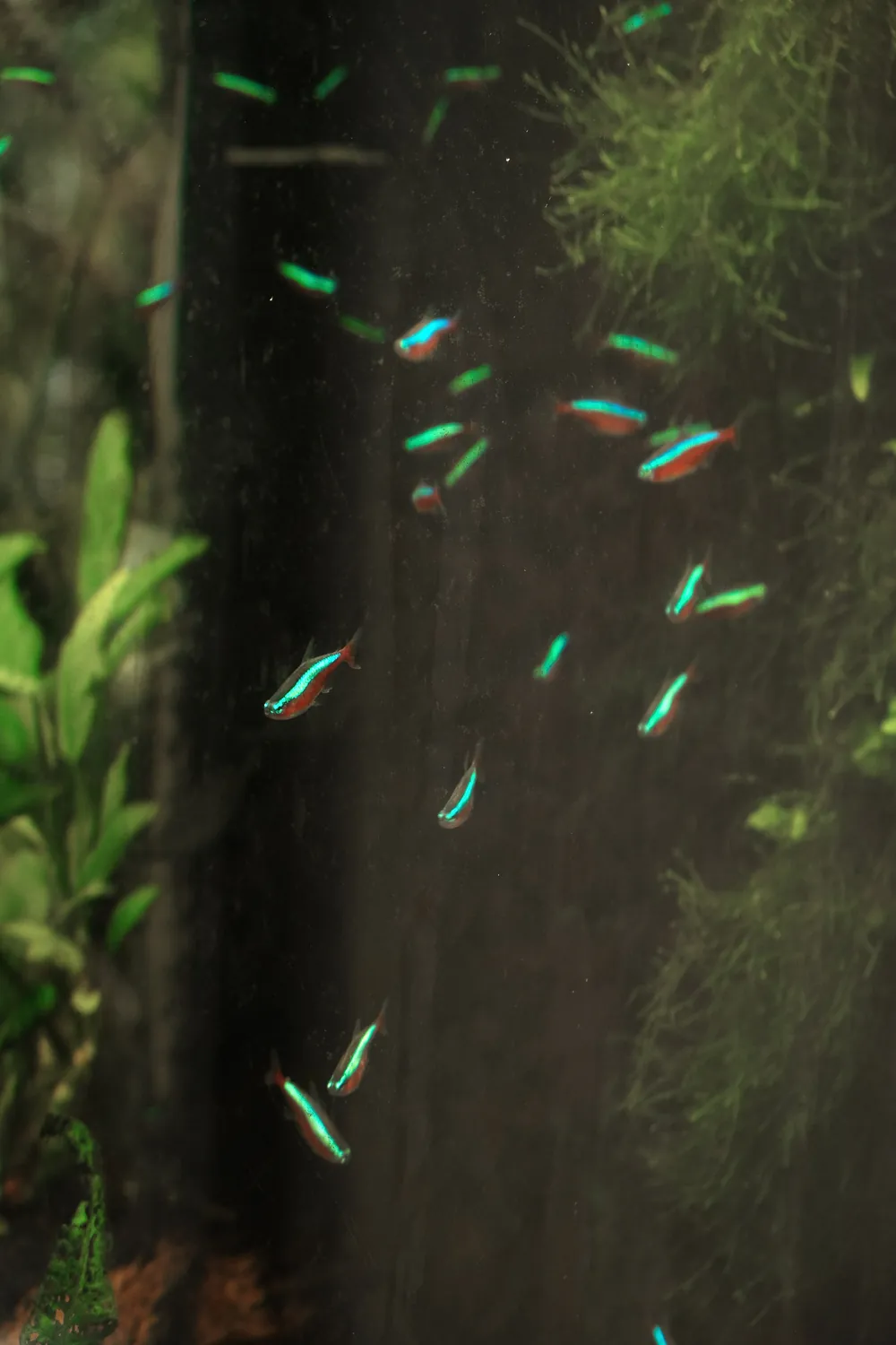 AQUARIUM FISH BLUE RED REFECTION