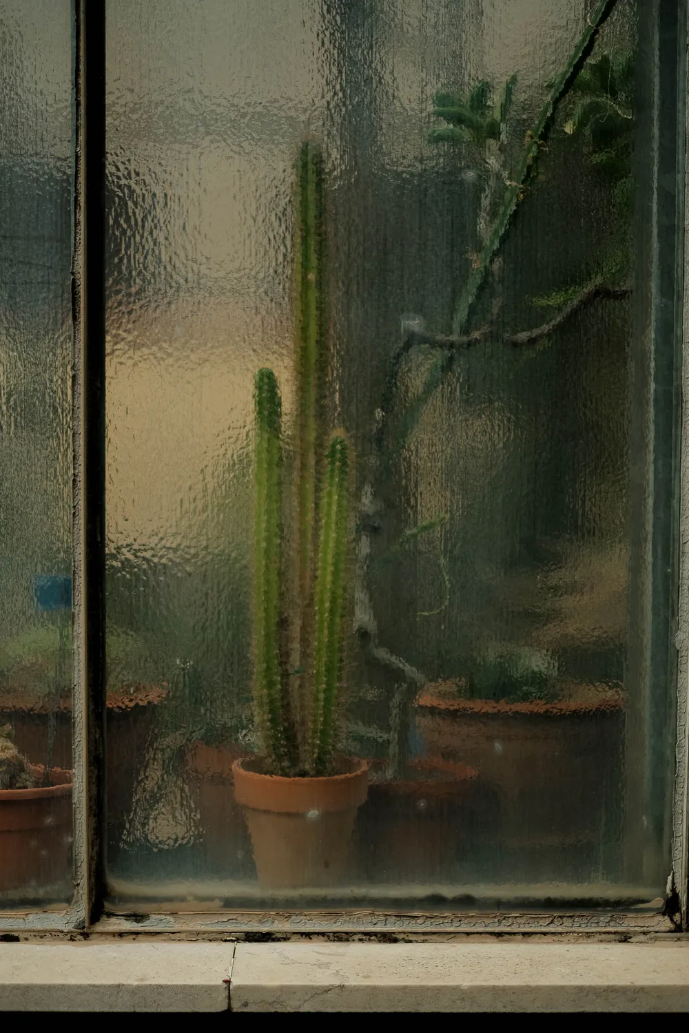 REFLECTION VEGETAL CACTUS PALERMO BOTANICAL GARDEN