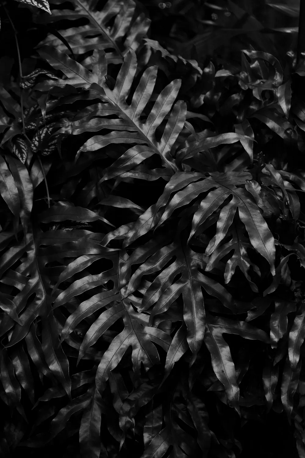 PLANT FORM BLACK WHITE BRETT WESTON