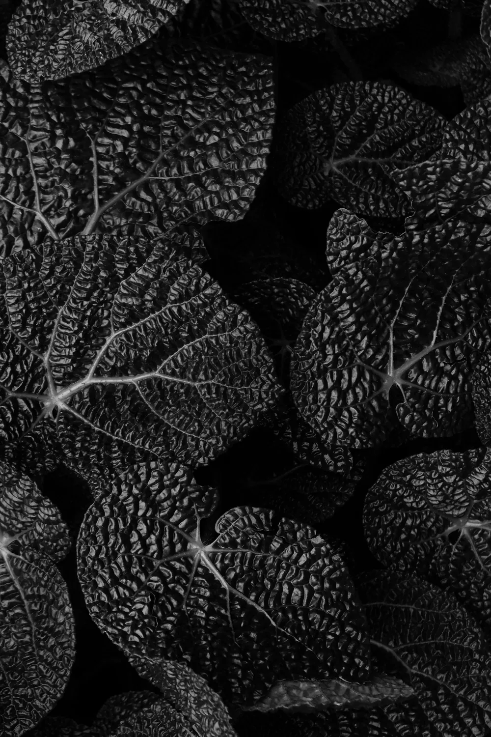 PLANT FORMS BLACK WHITE BRETT WESTON