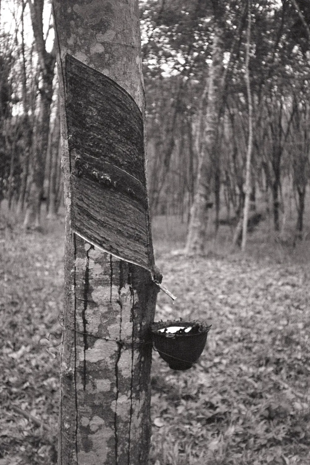 Picture of thai film photo, black and white.