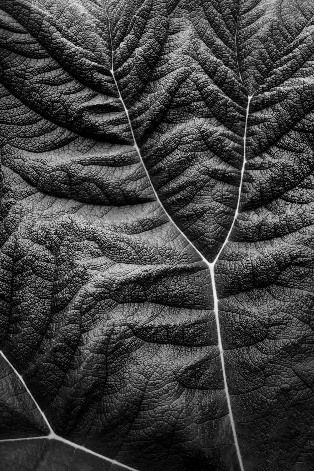 FORM PLANT BLACK AND WHITE PHOTO VEGETAL SHAPE