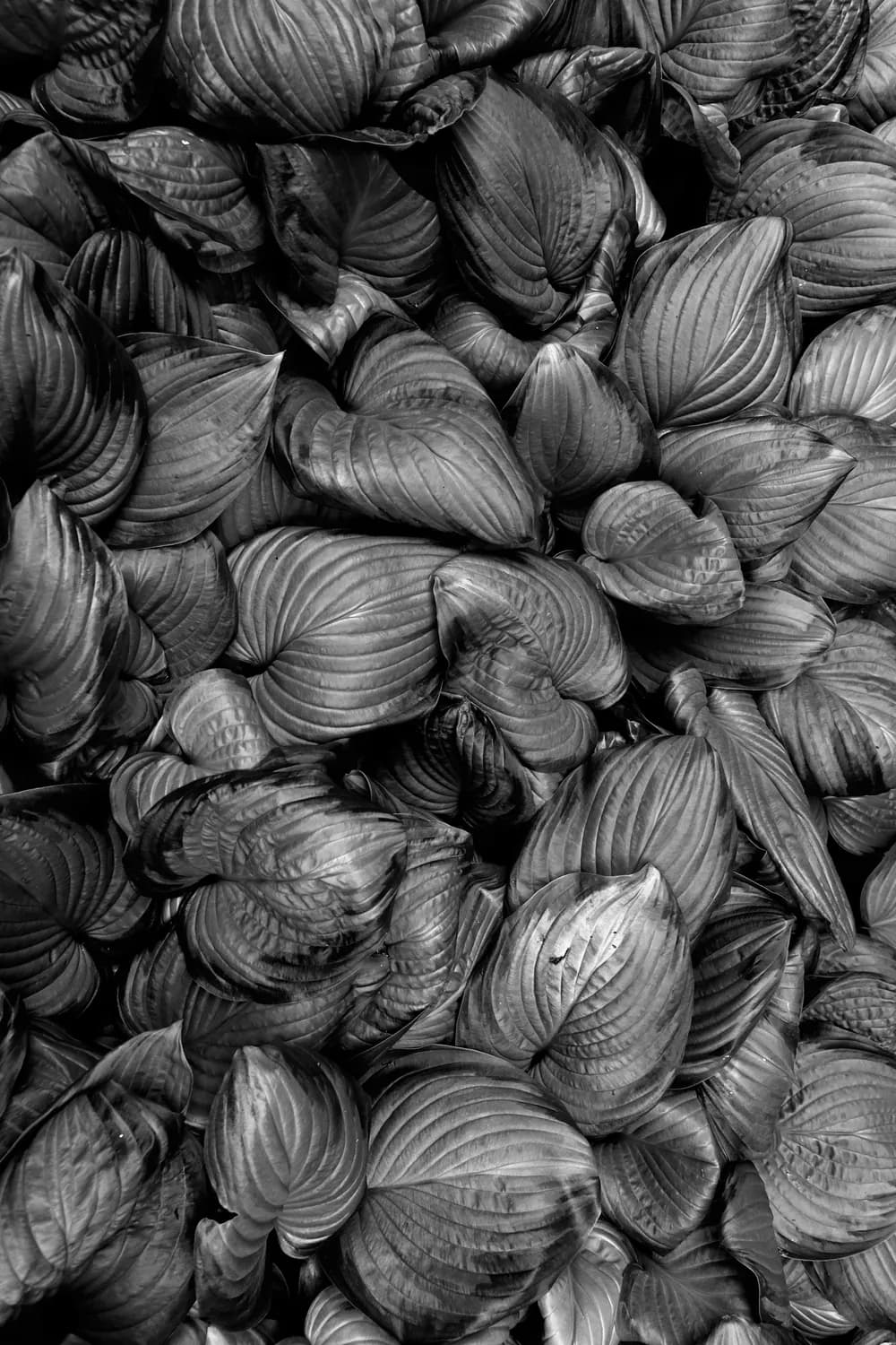PLANT FORM BLACK WHITE PHOTOGRAPHY VEGETAL ORGANIC