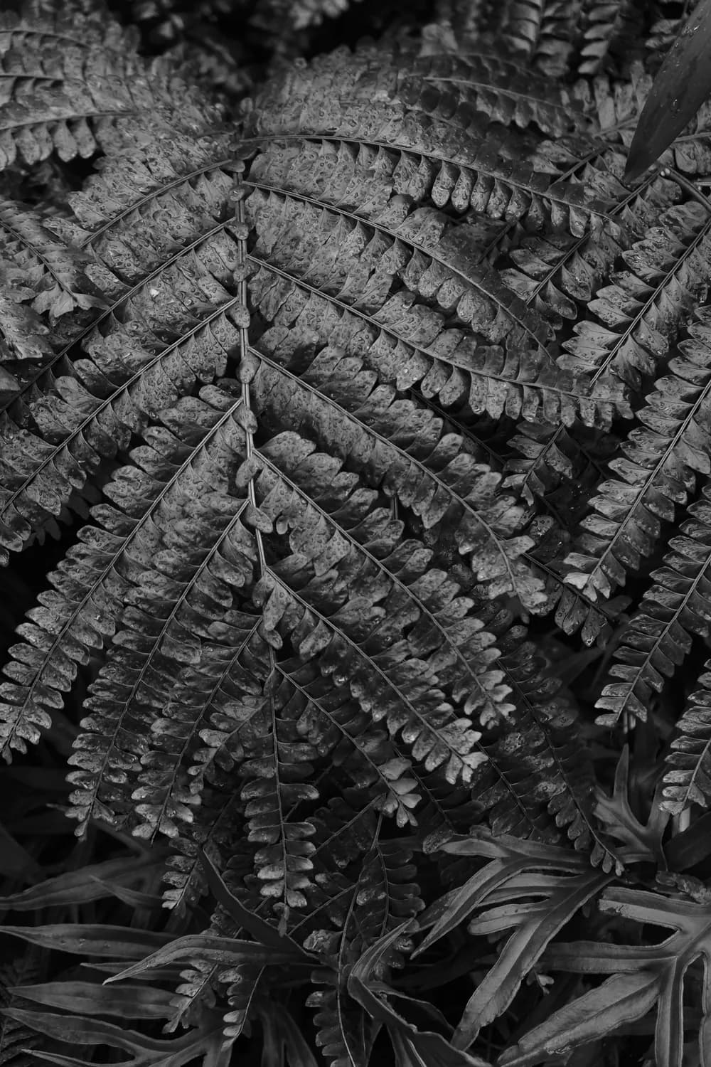 PLANT FORM BLACK WHITE PHOTOGRAPHY LEAF FERN