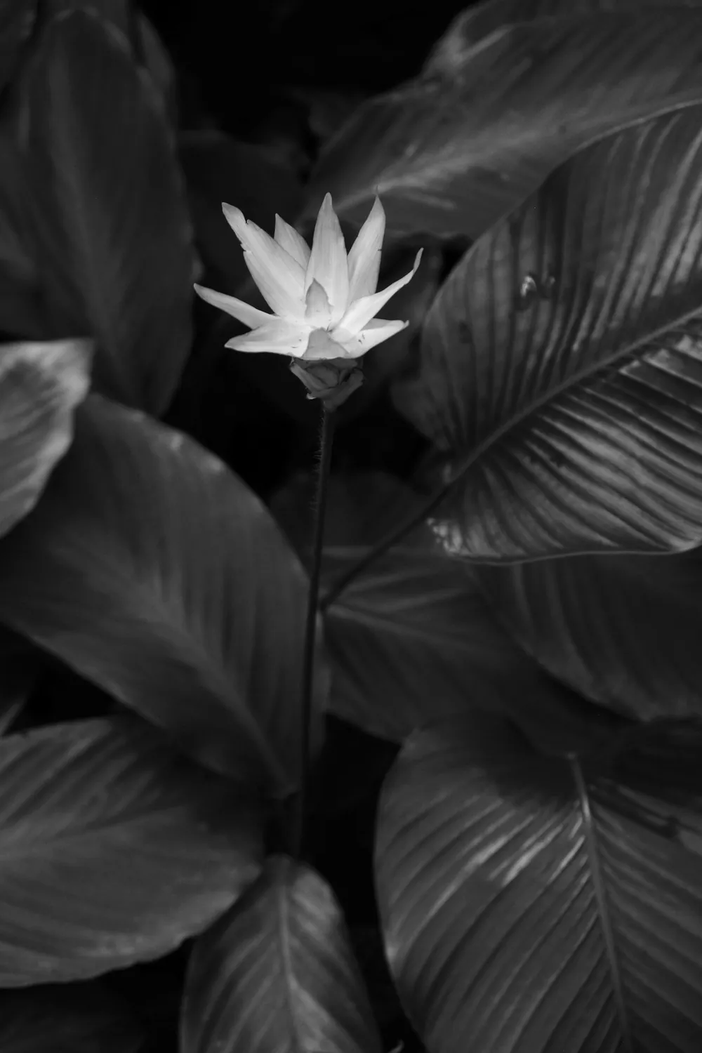 BLACK WHITE PHOTOGRAPHY PLANT MINIMALISM FORM WHITE FLOWER