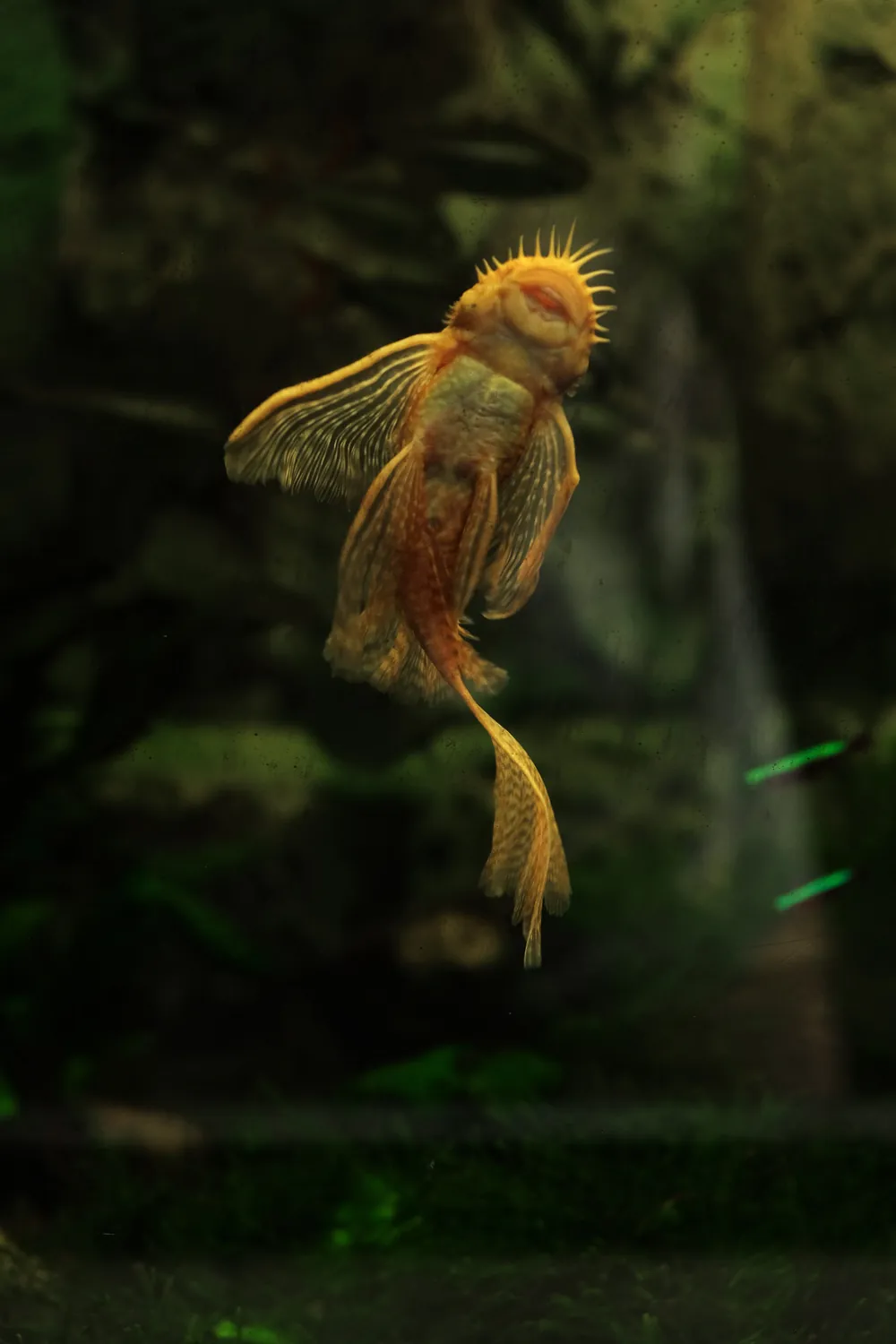 FISH YELLOW AQUARIUM