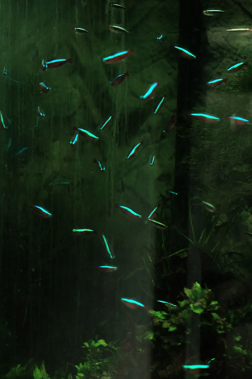 REFLECTION AQUARIUM GREEN BLUE FISH