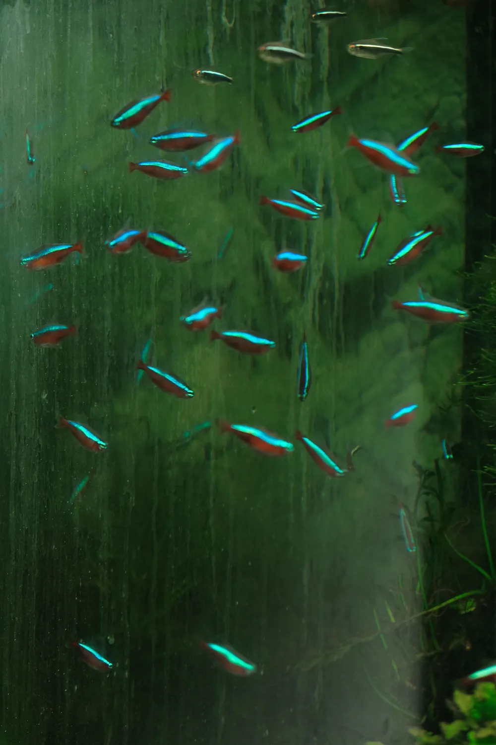 AQUARIUM ABSTRACT PHOTO REFLECTION FISH BLUE RED GREEN