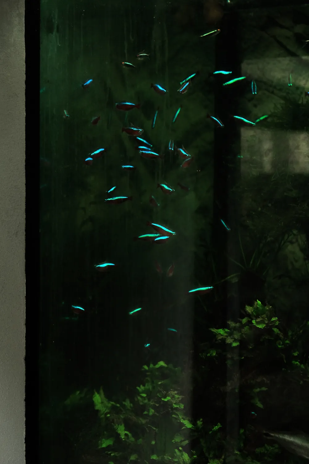 AQUARIUM REFLECTION FISH COLORS BLUE GREEN 