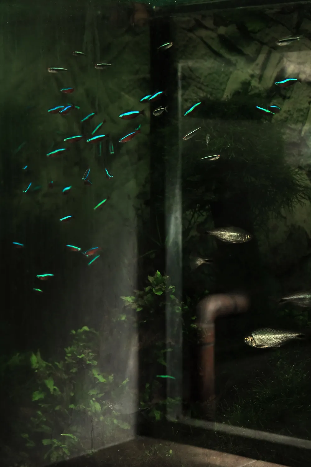 AQUARIUM REFLECTION SHADOWS FISH SPACE