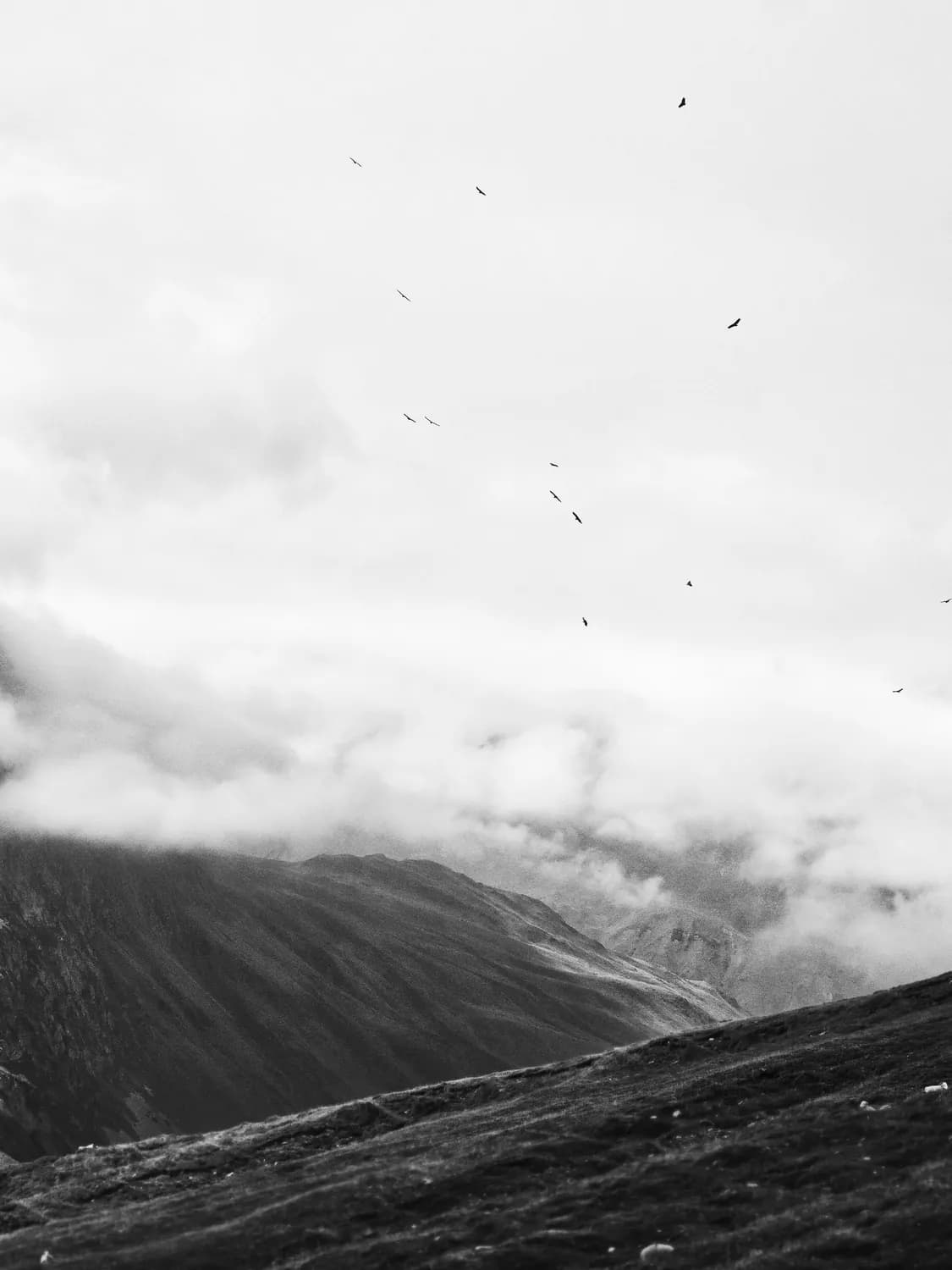PYRENEES VULTURES LANDSCAPE SHEEP CLOUDS 
