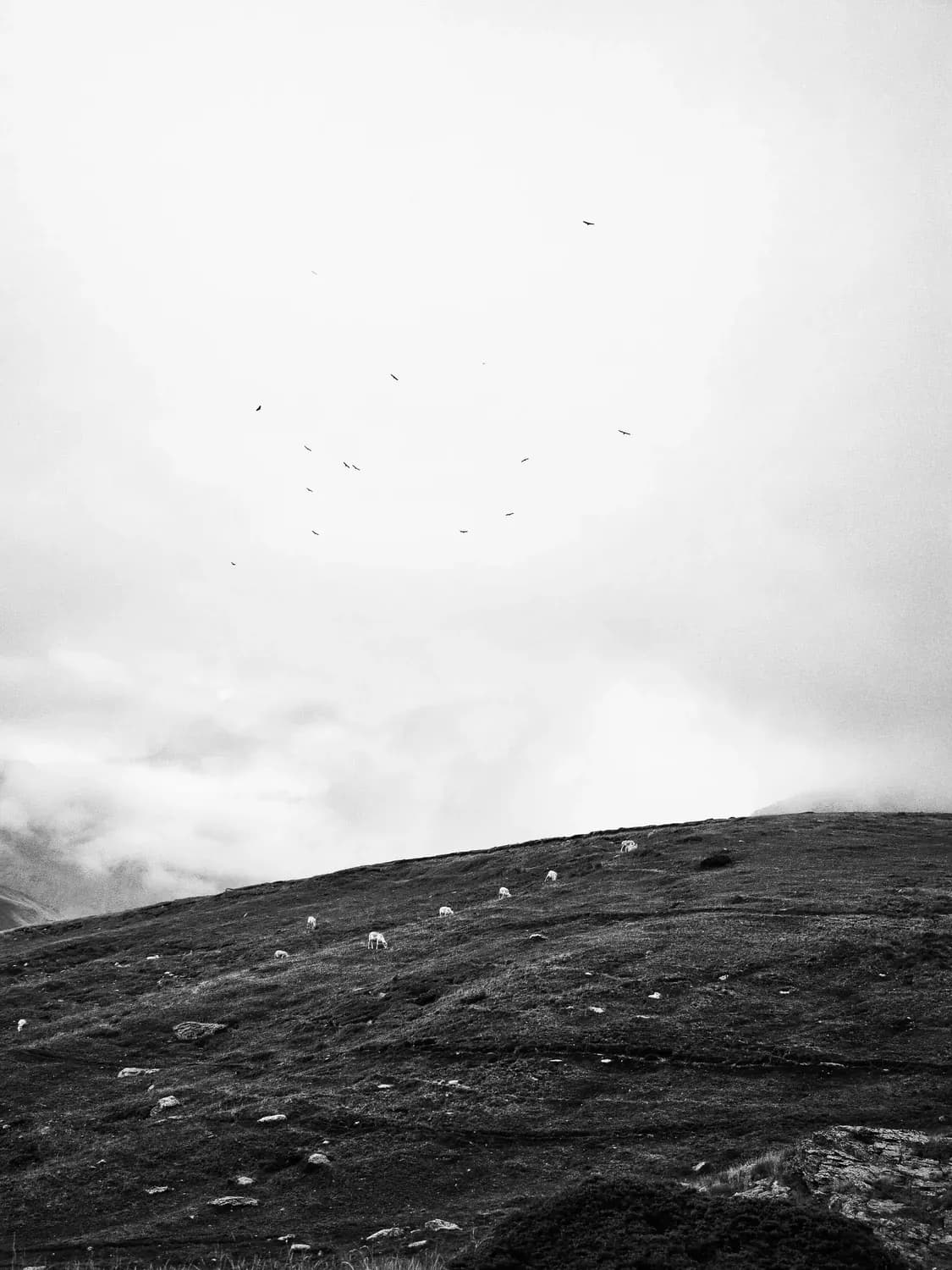 PYRENEES VULTURES LANDSCAPE PHOTOGRAPHY CLOUDS MOUNTAINS SHEEP