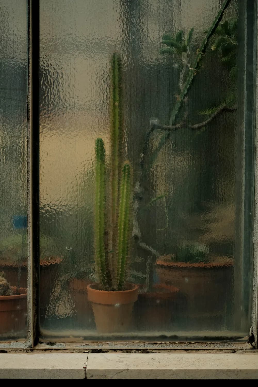 REFLECTION VEGETAL CACTUS PALERMO BOTANICAL GARDEN