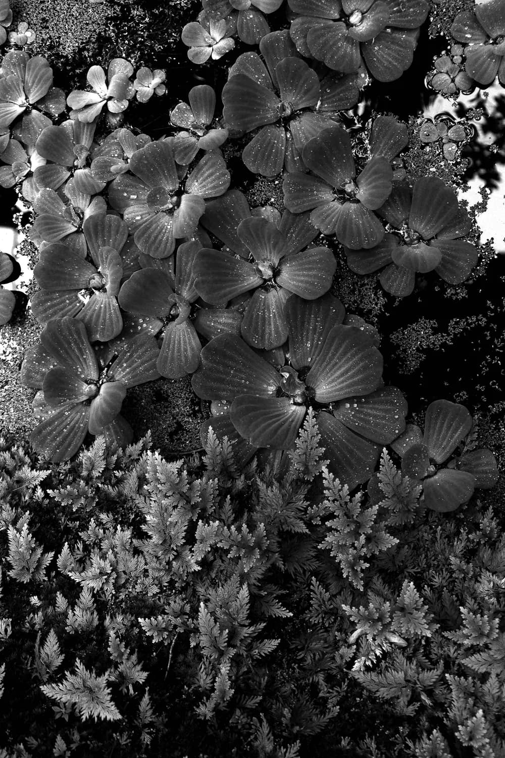 PLANT FORM CONTRAST PHOTOGRAPHY BLACK WHITE