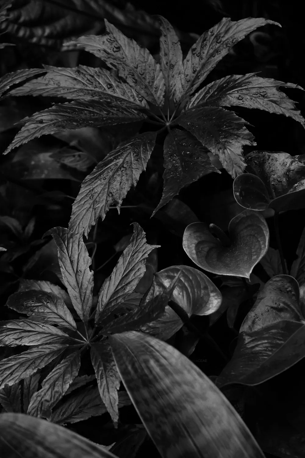 PLANT FORM BLACK WHITE BRETT WESTON 