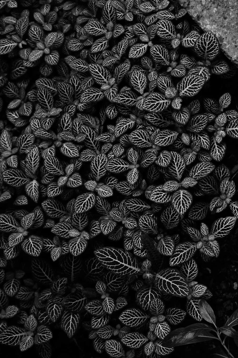 PLANT FORMS CONTRAST BLACK WHITE PHOTO BRETT WESTON
