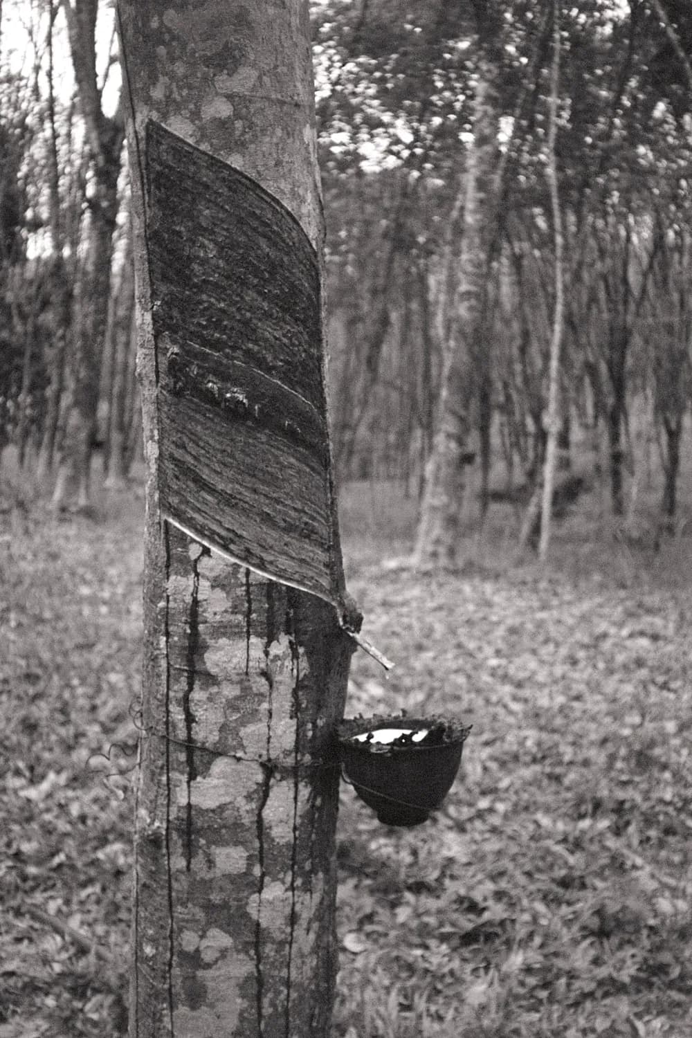 Picture of thai film photo, black and white.